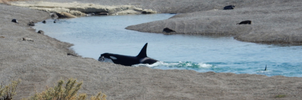 An Orca launches itself onto the beach at Caleta Valds
