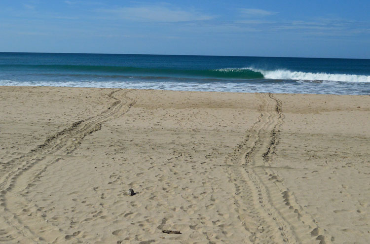 The next morning: Upward and downward tracks of a black turtle