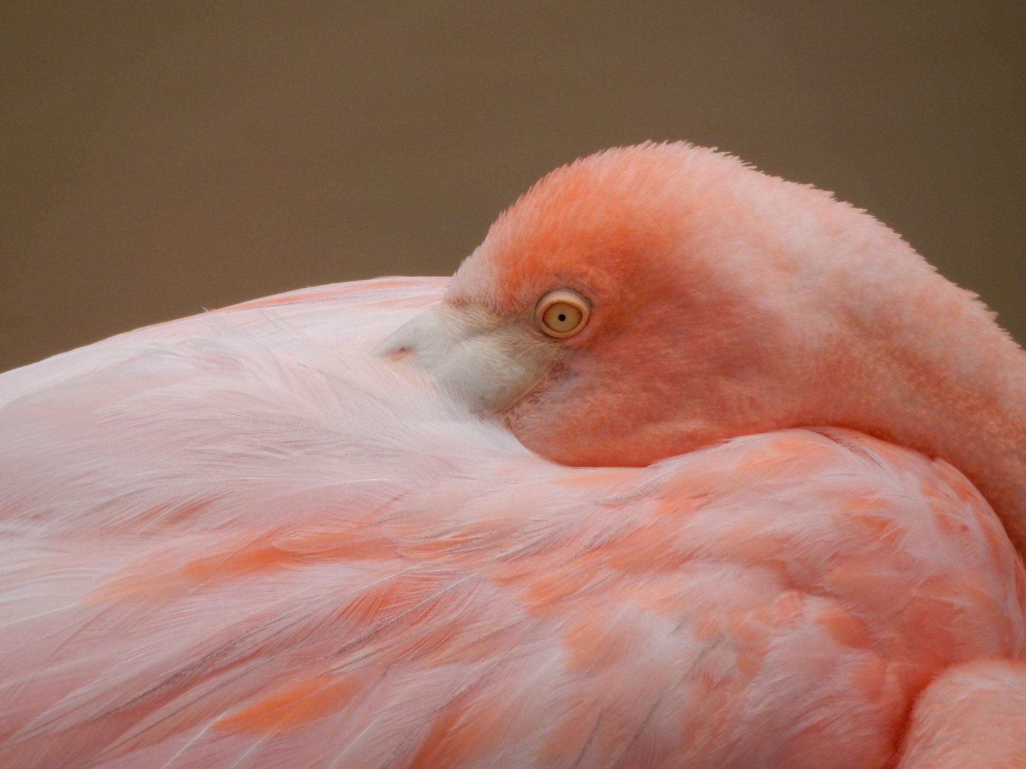 Galpagos Flamingo