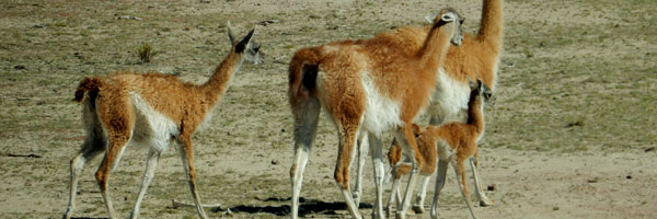 Chulengo and guanacos