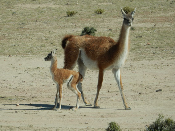 A baby guanaco with its mother