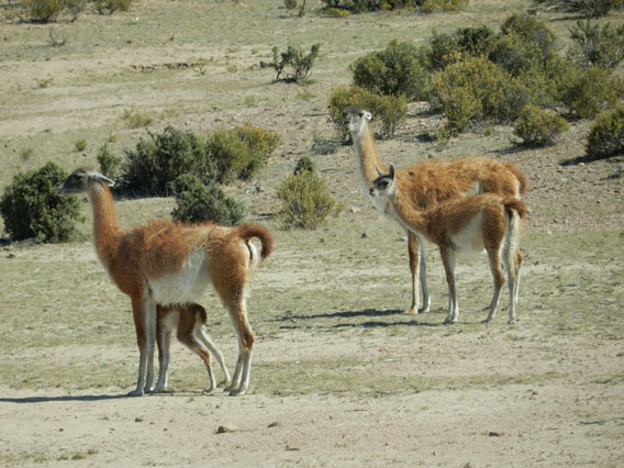 The baby guanaco nurses with its mother