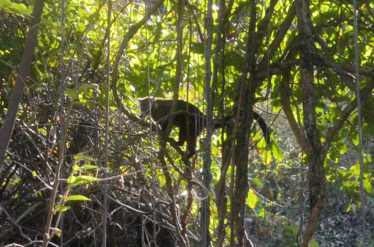 A coati climbs down a tree, inland from Playa Ventanas