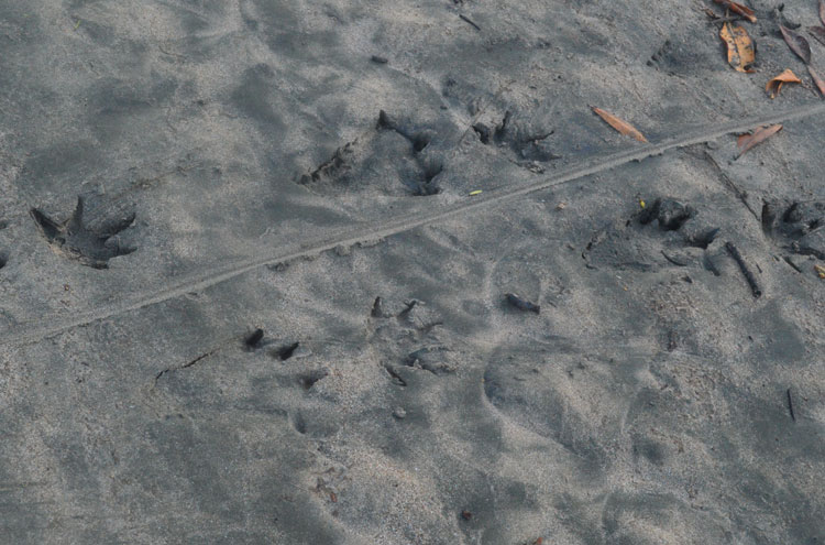 Crocodile tracks near the estuary