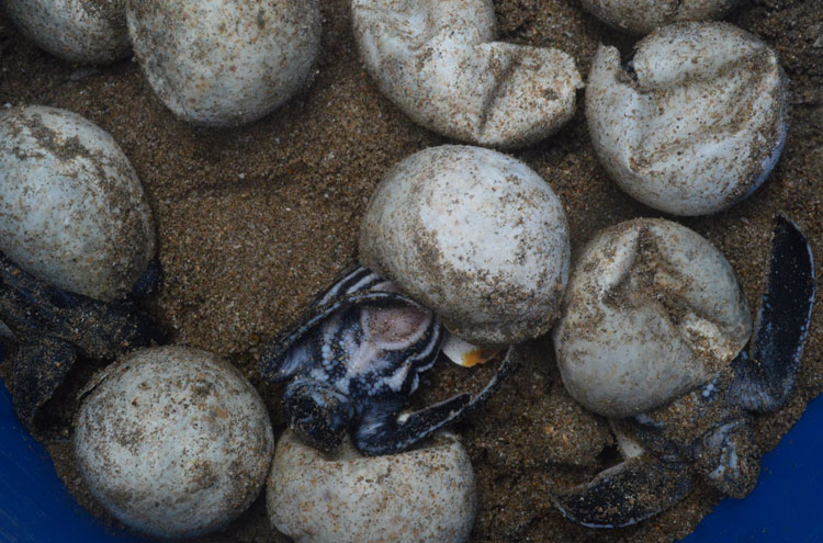 Leatherback hatchlings begin to emerge from their eggs