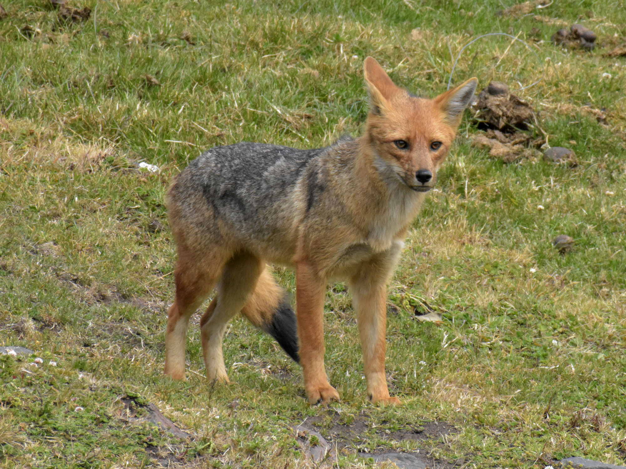 Oso de Anteojos