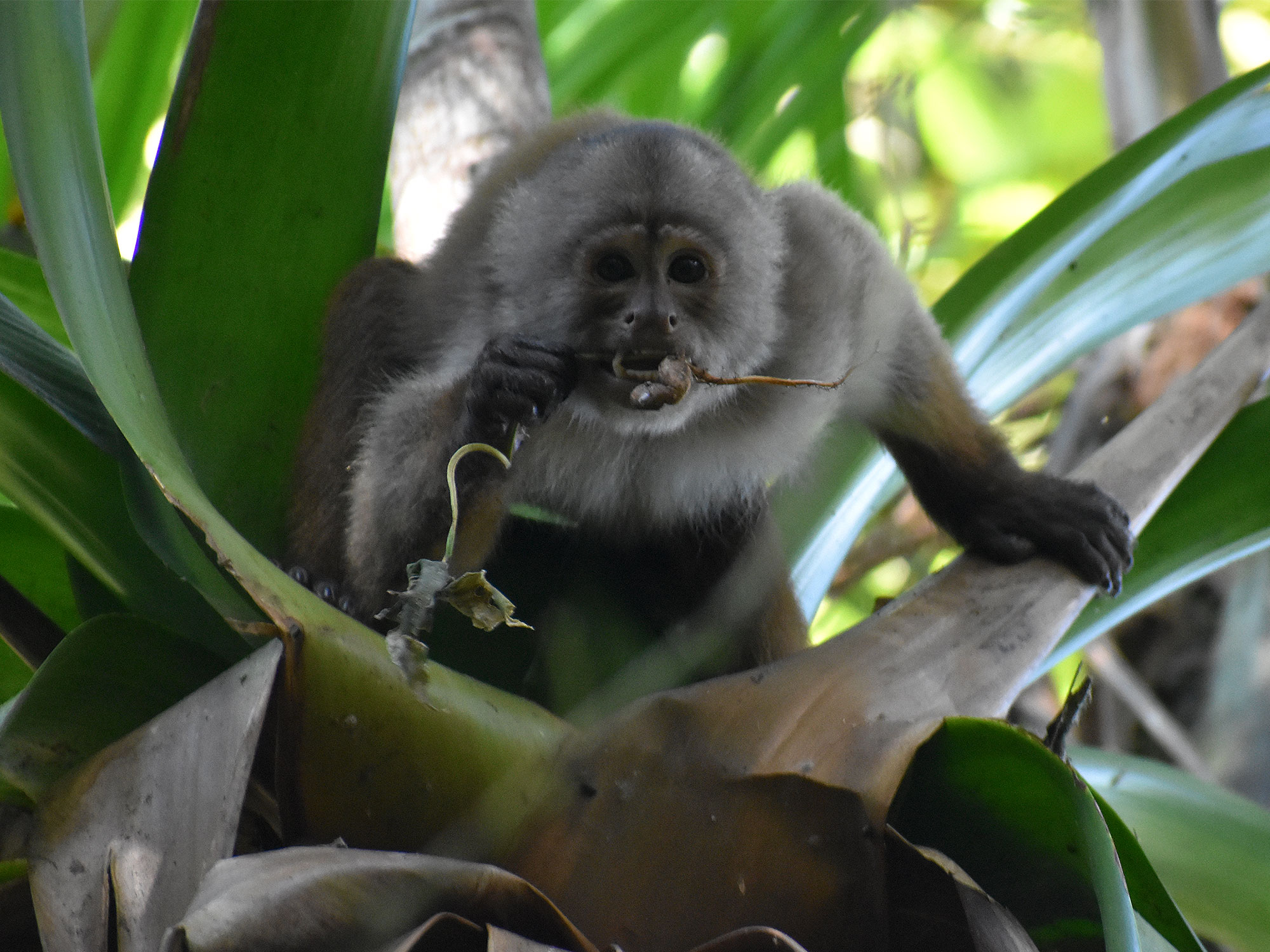 Oso de Anteojos