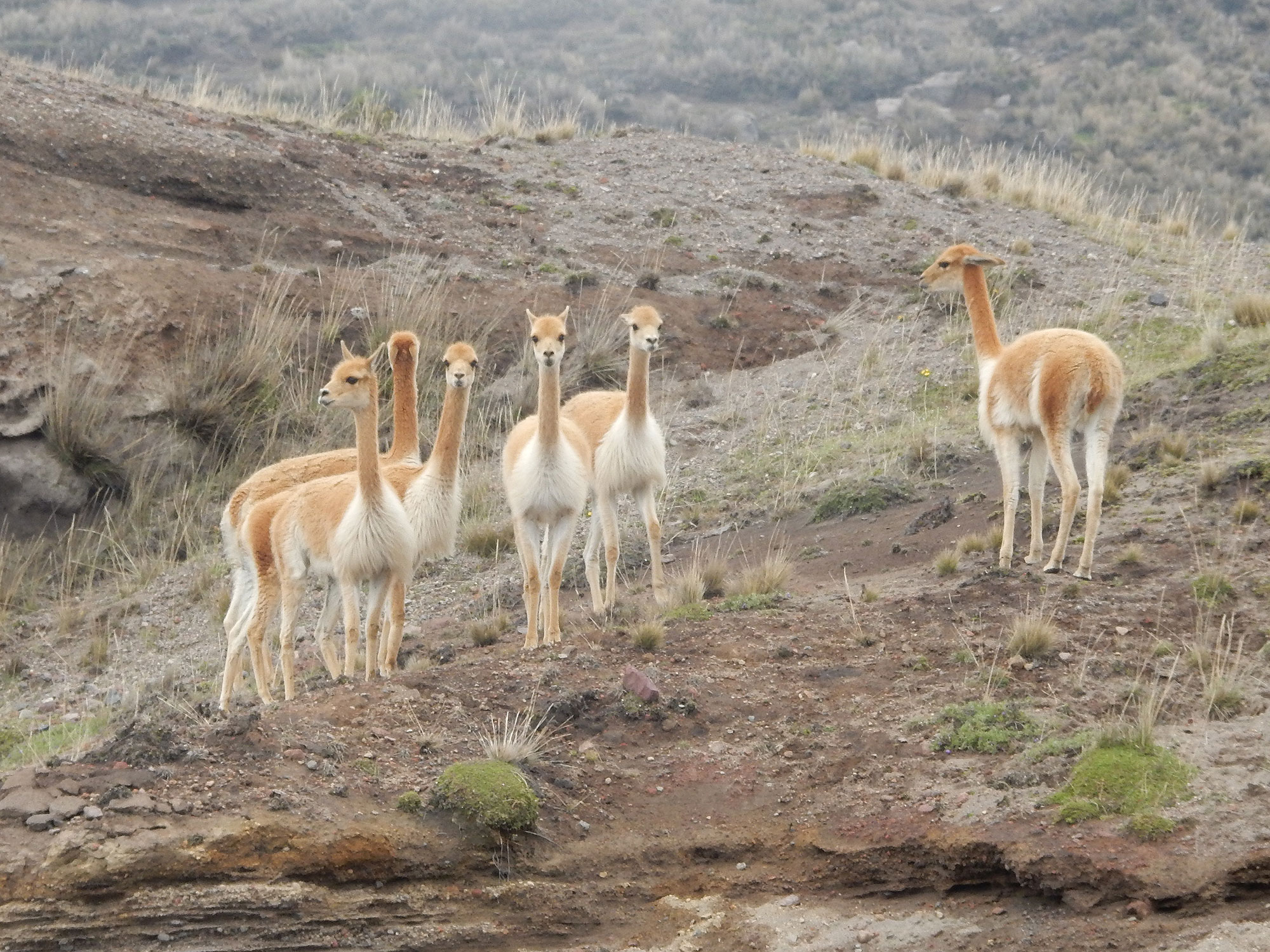 Vicuas in Chimborazo National Park