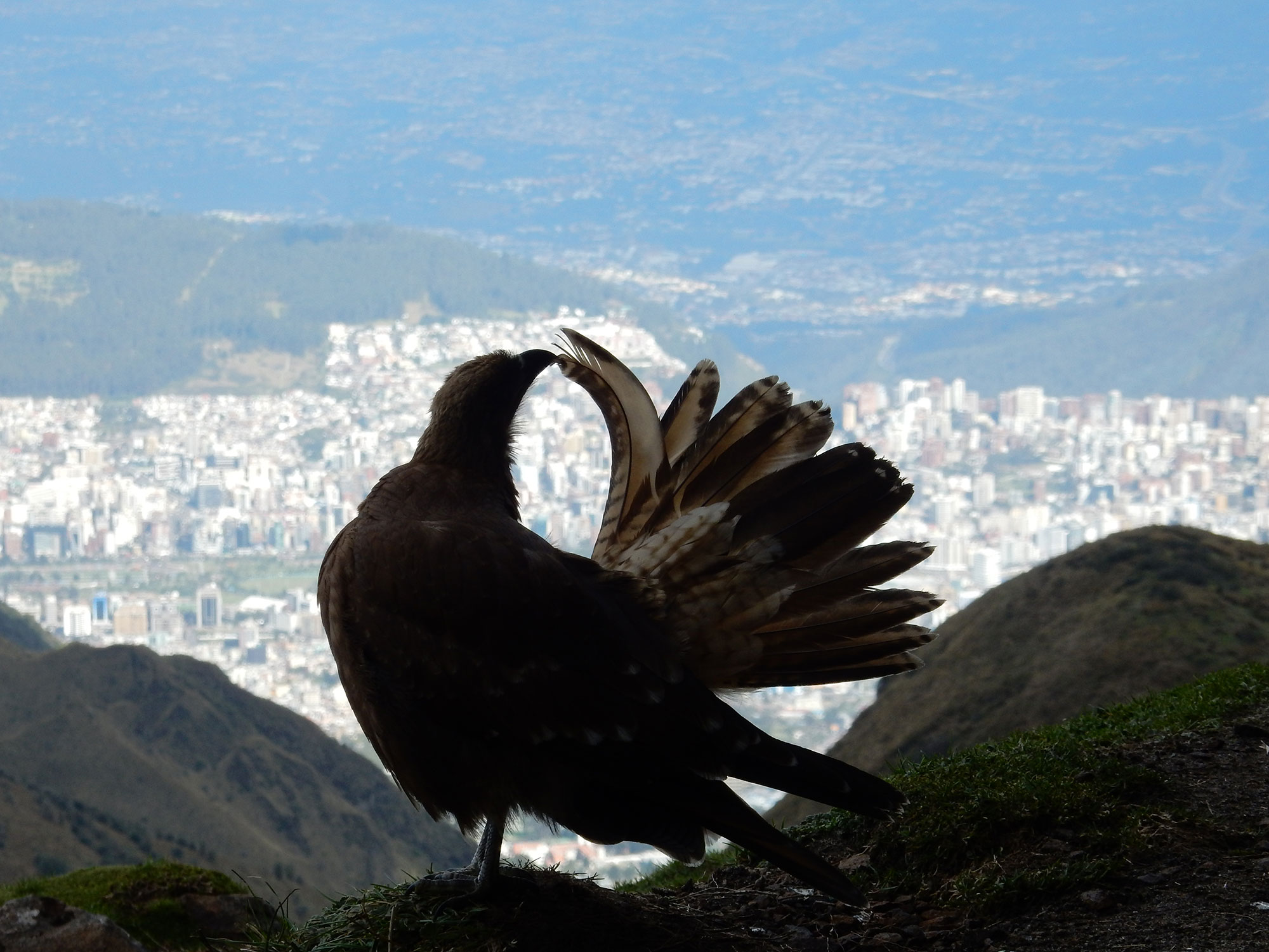 Oso de Anteojos