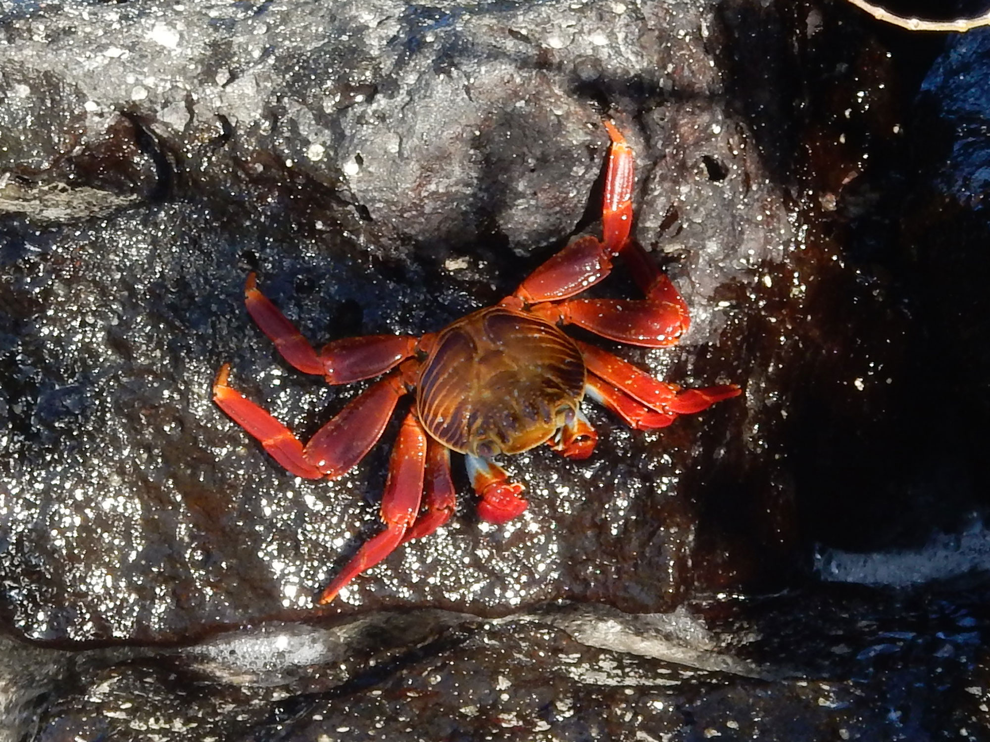 Sally lightfoot crab