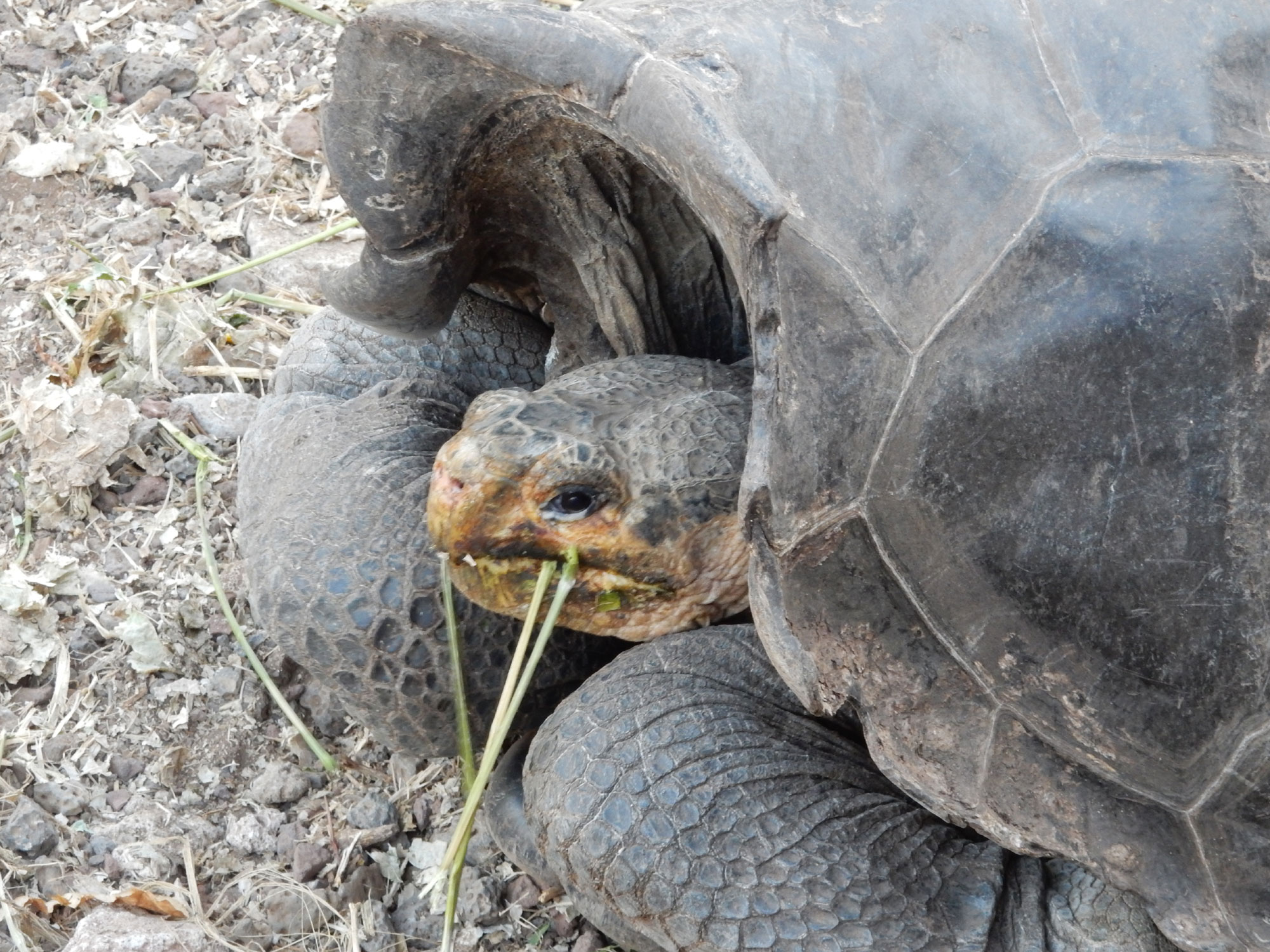 Giant Tortoises