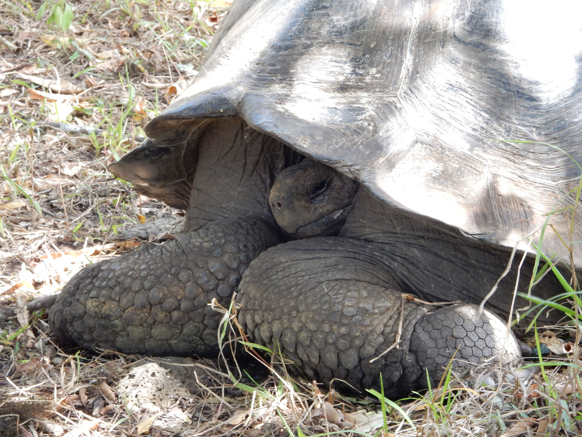 Giant Tortoises