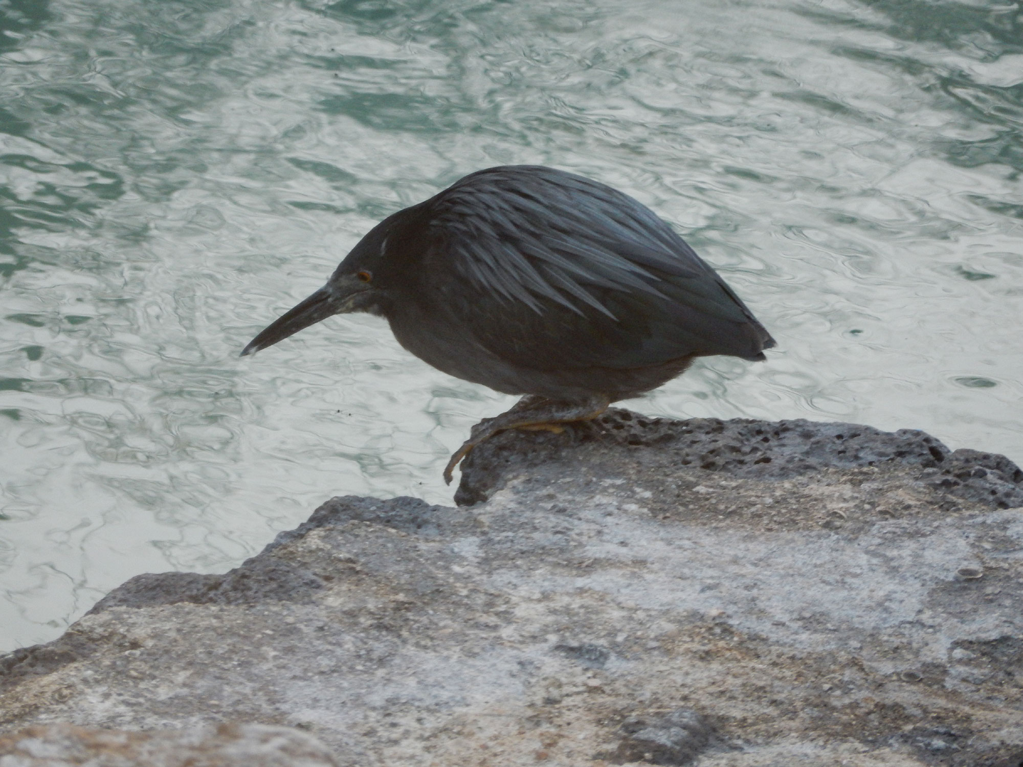 Lava Heron