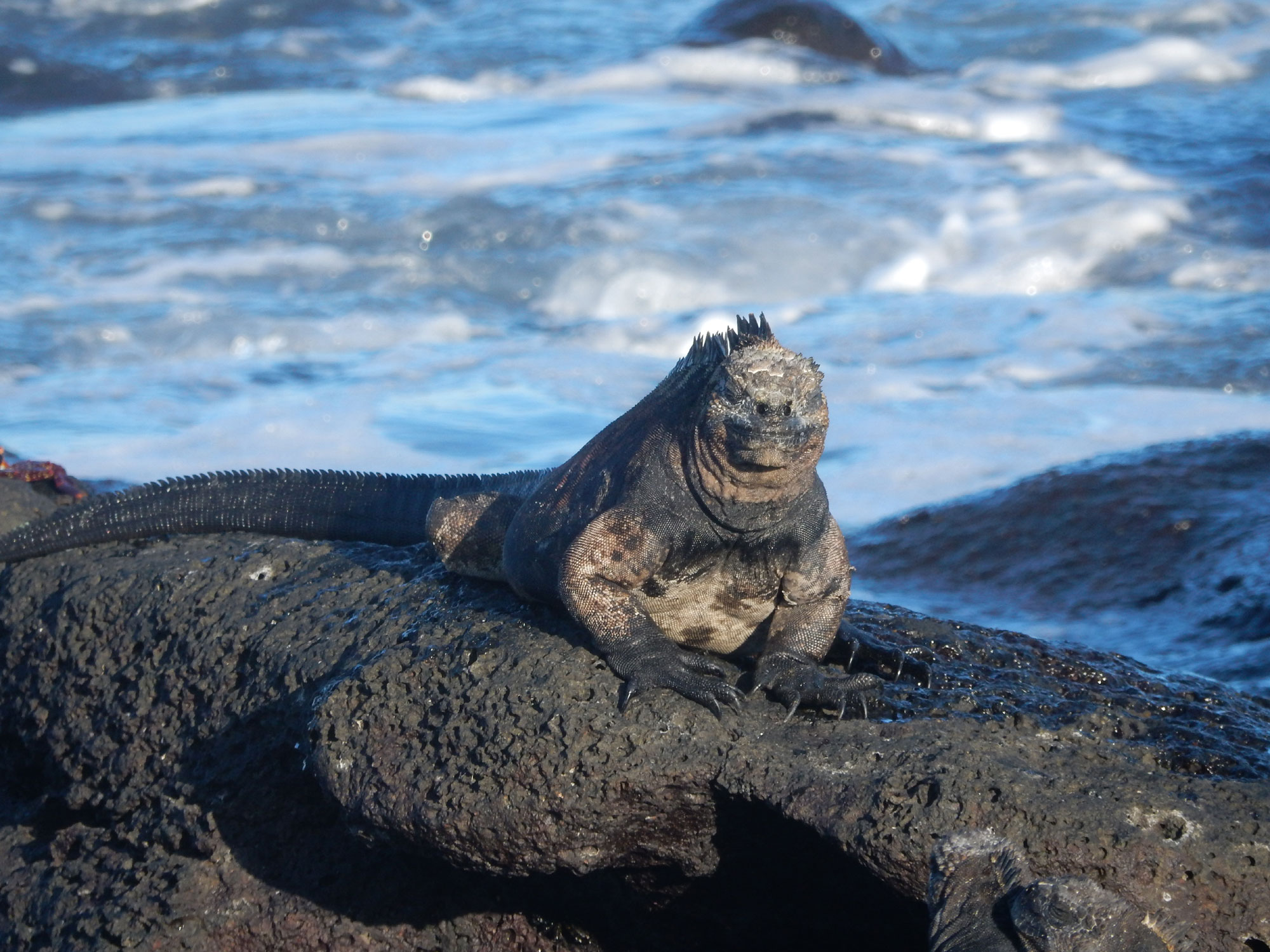 Marine Iguana