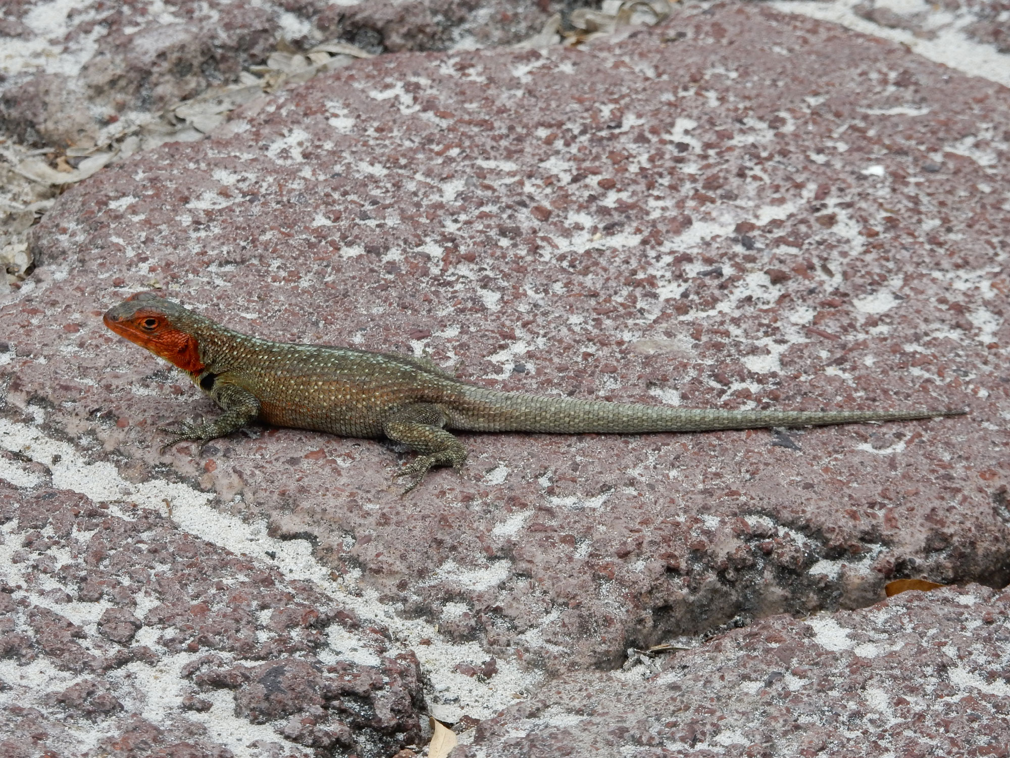 Lava Lizard