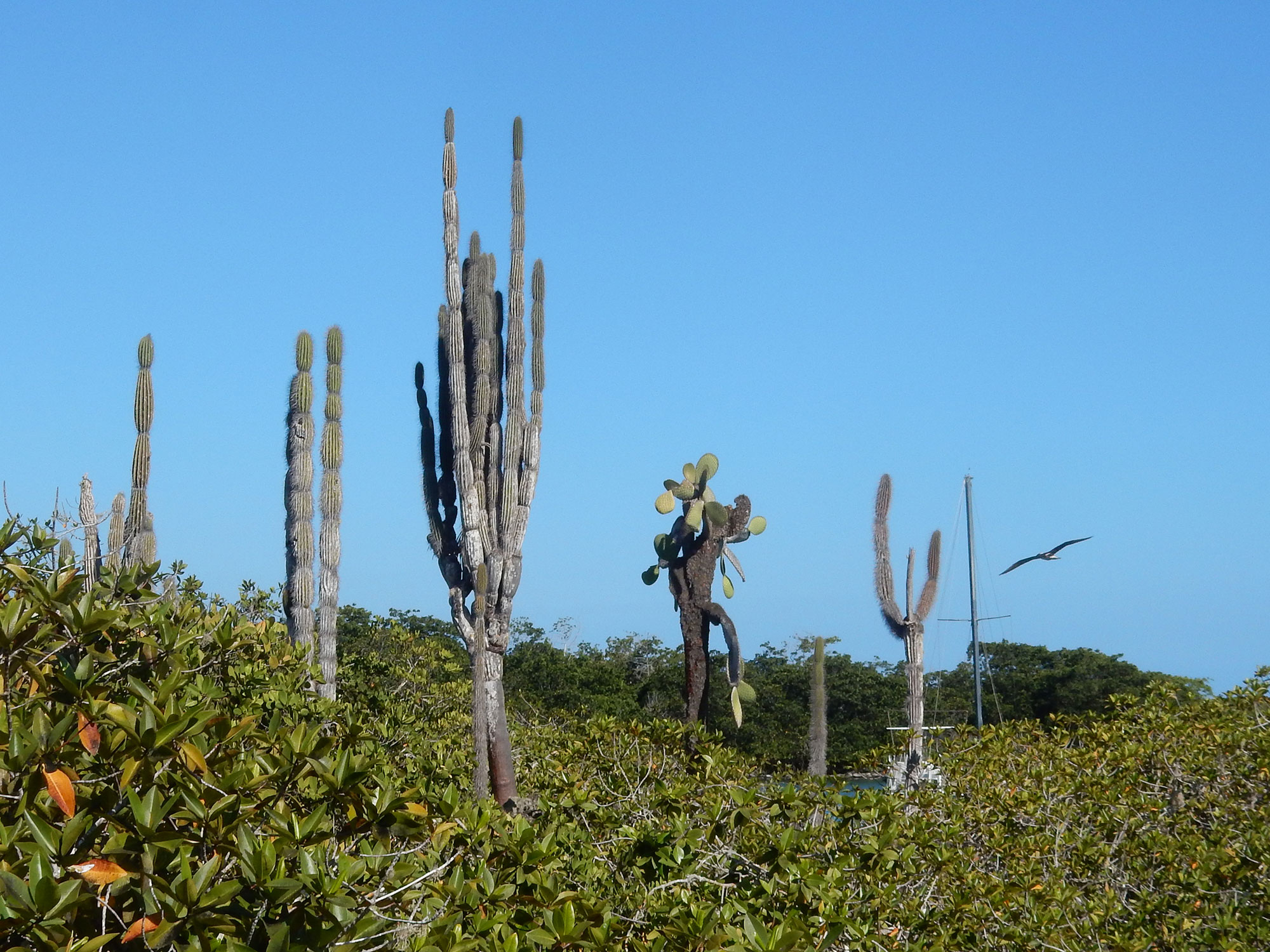 candelabra and opuntia cactus