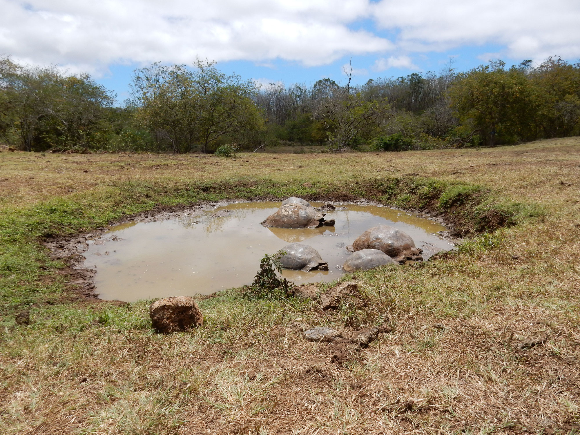 giant tortoises