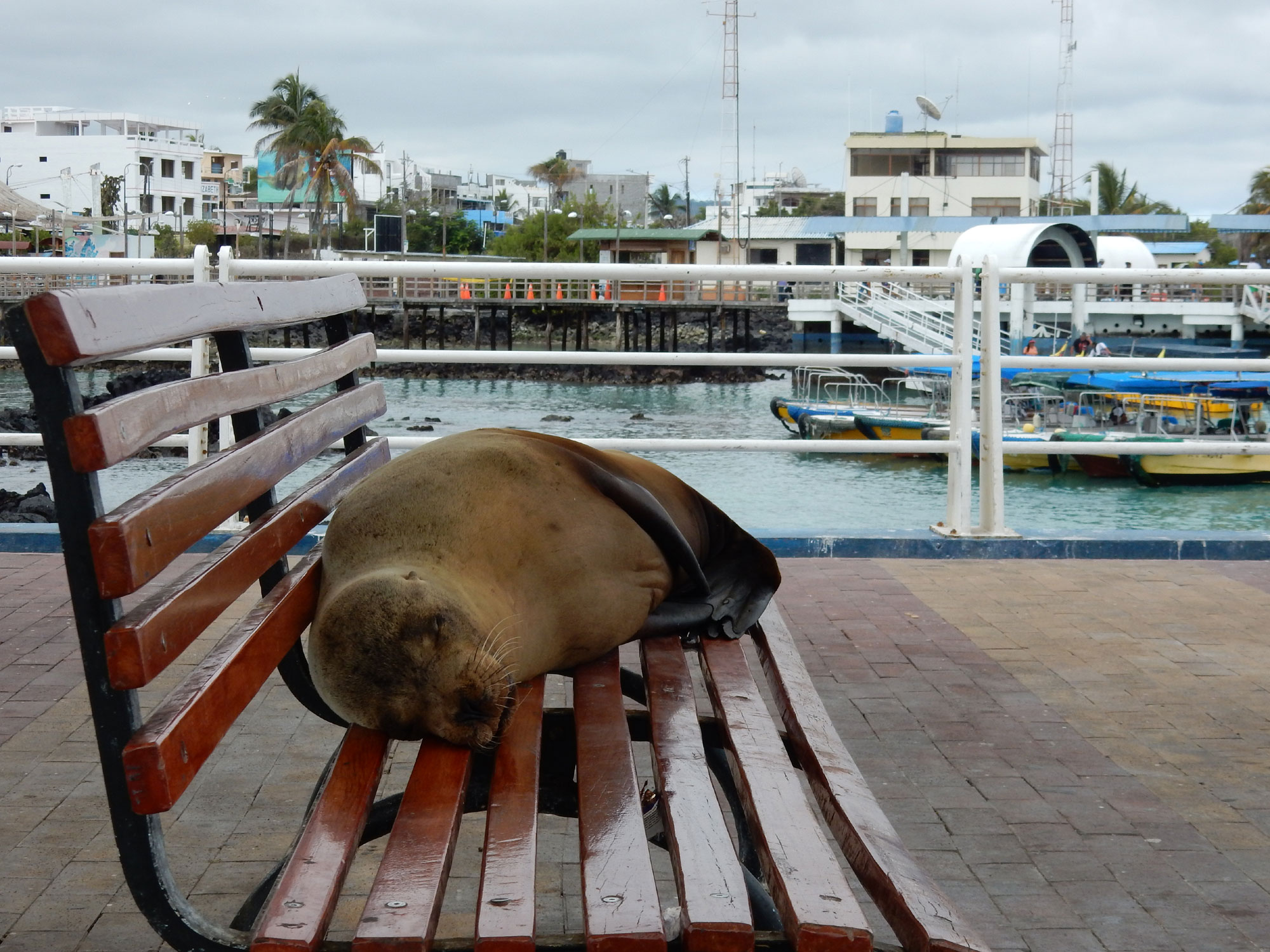 A lazy day in Puerto Ayora