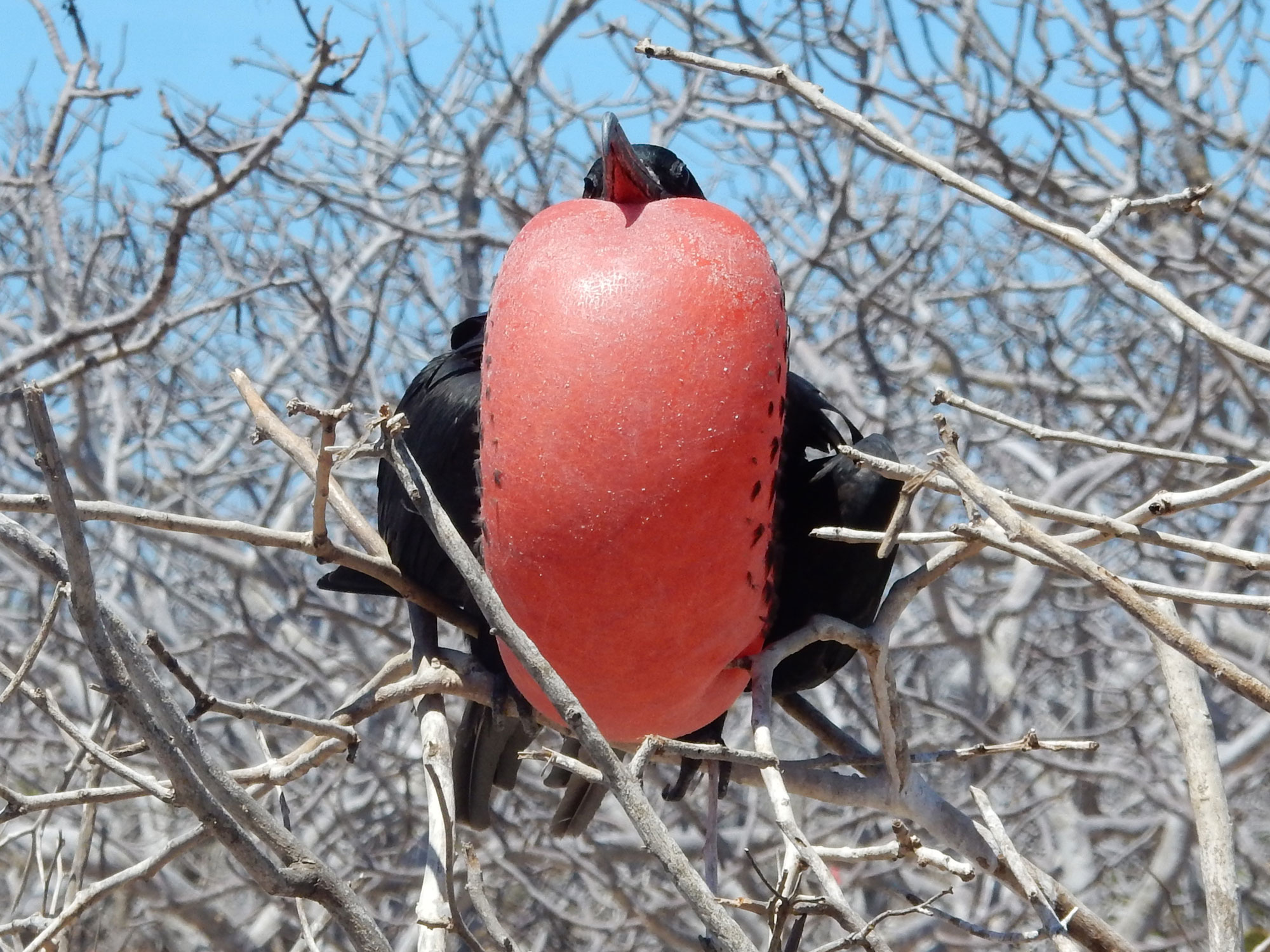 magnificent frigatebird