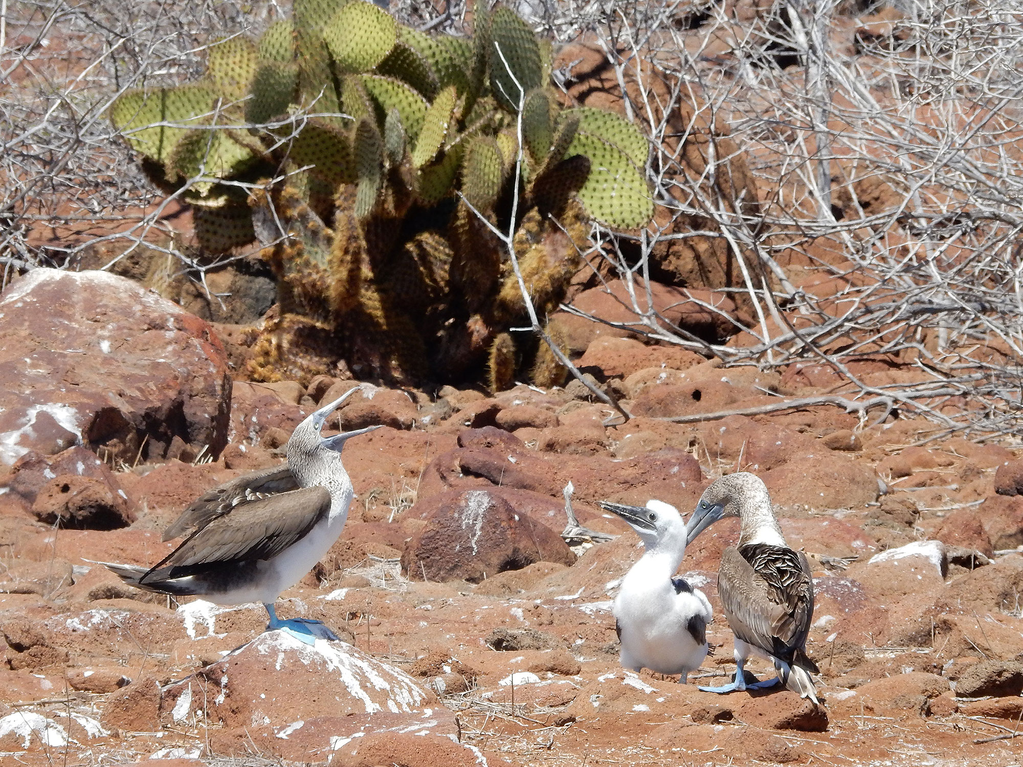 The parenting skills of blue-footed boobies