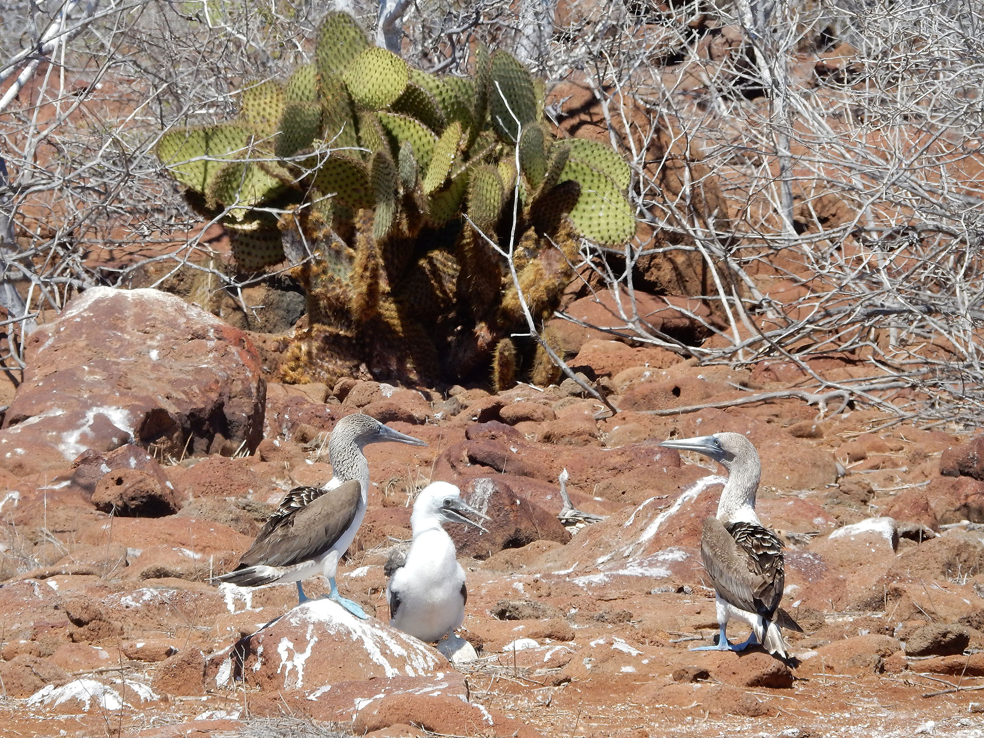 The parenting skills of blue-footed boobies