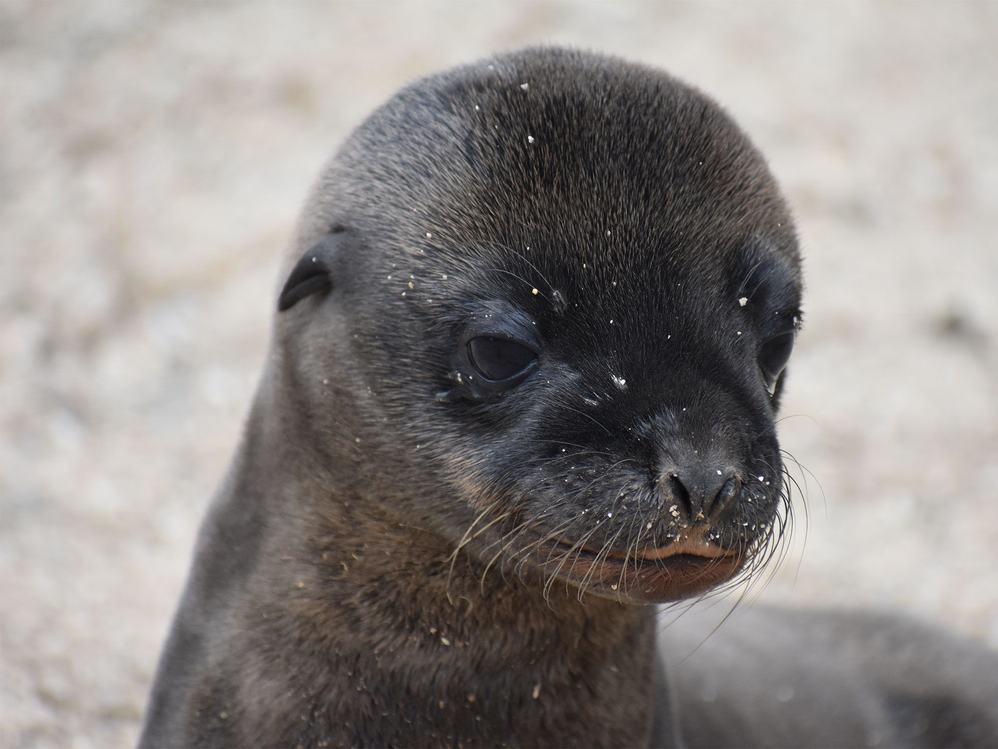 Galpagos sea lion (<em>Zalophus wollebaeki</em>) pup