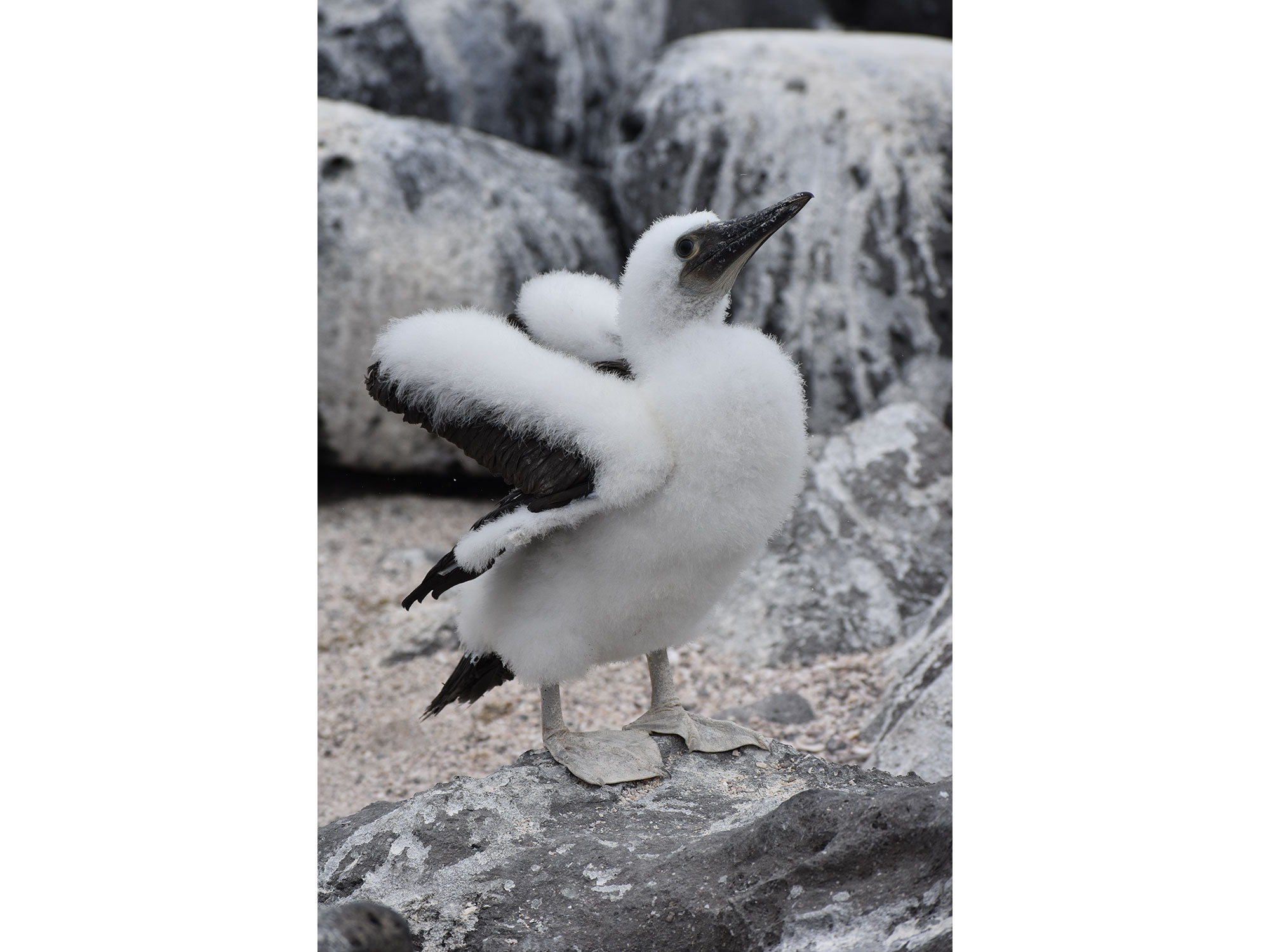 Baby blue-footed boobie