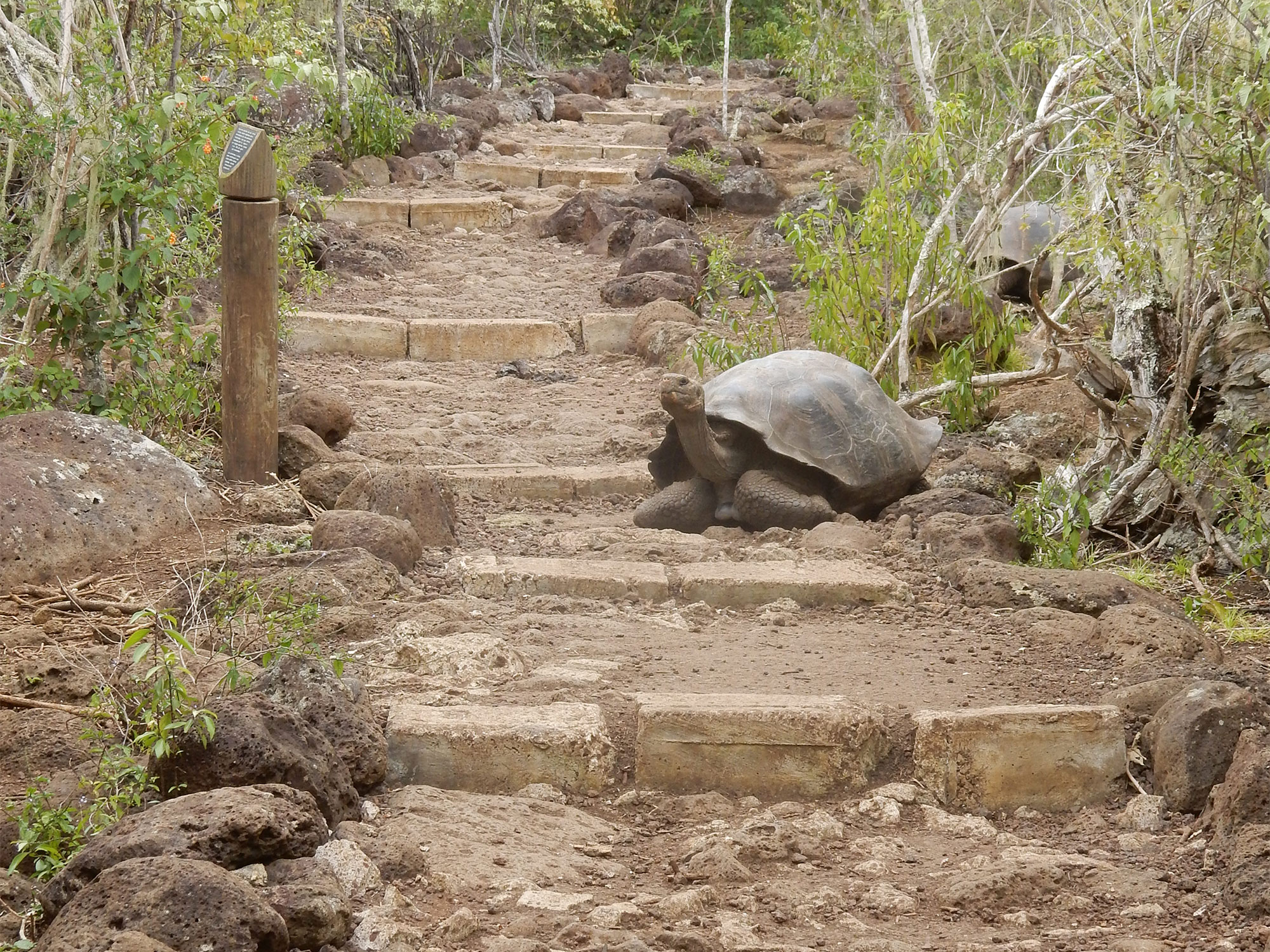 A giant tortoise (Chelonoidis nigra chathamensis)