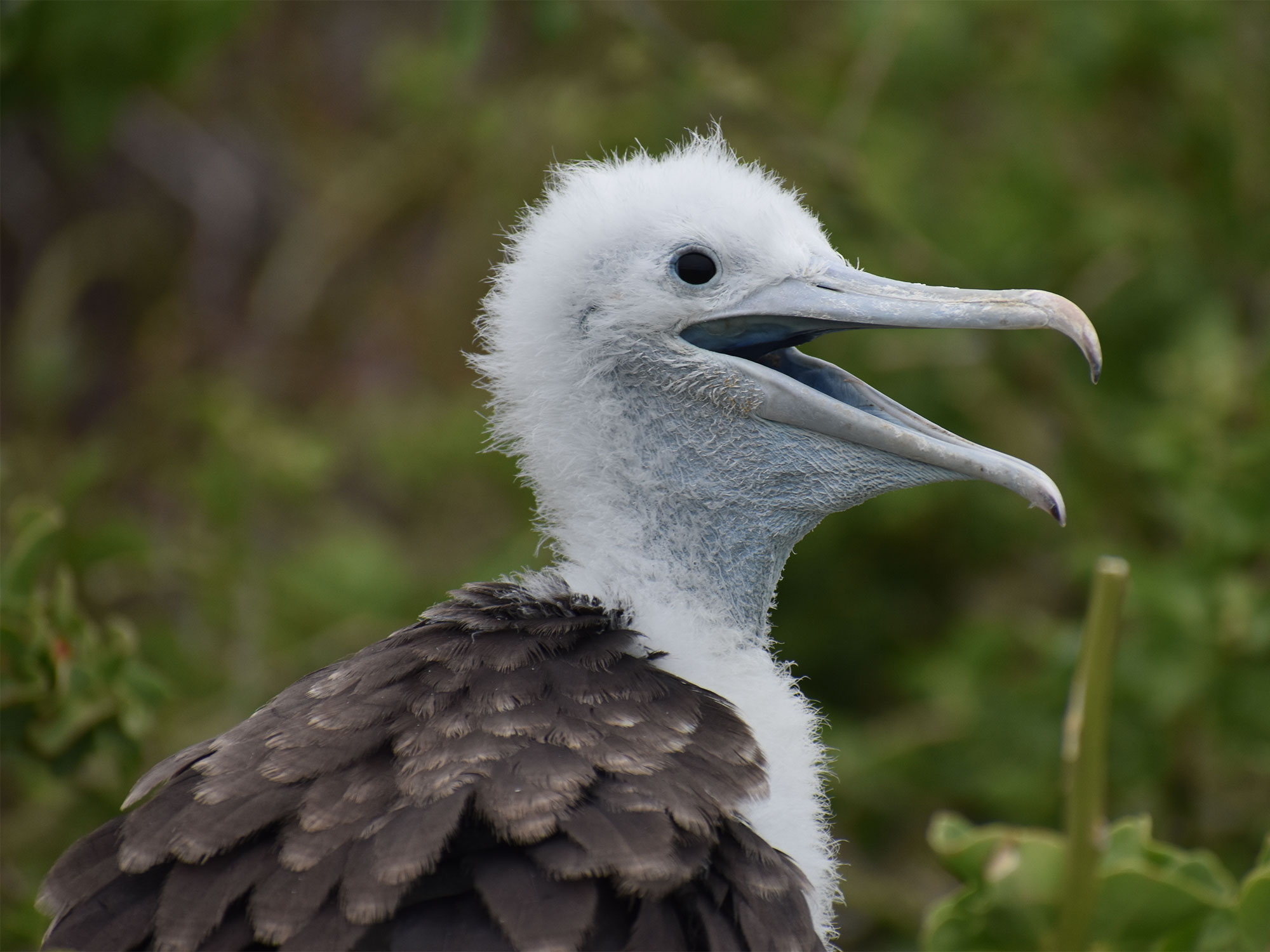 Baby frigatebird