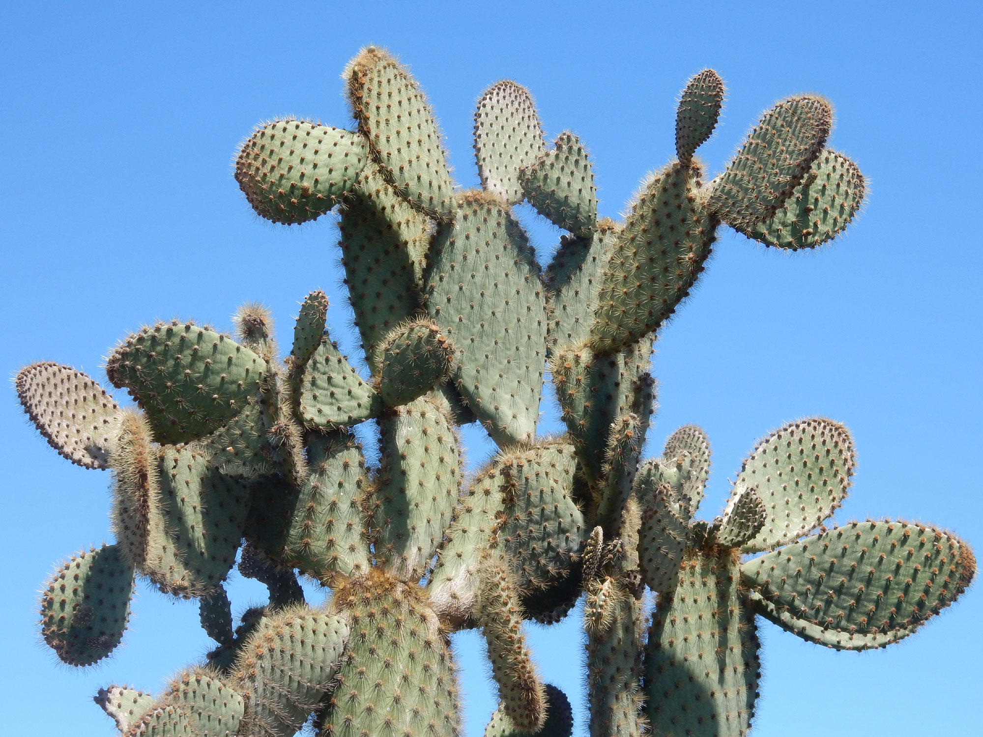 Opuntia cactus